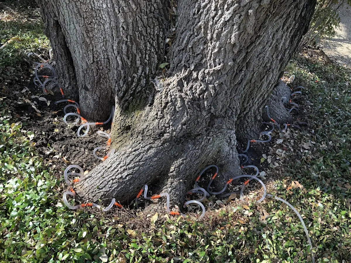 Detailed Tree Cabling and Bracing job site in Hoopa
