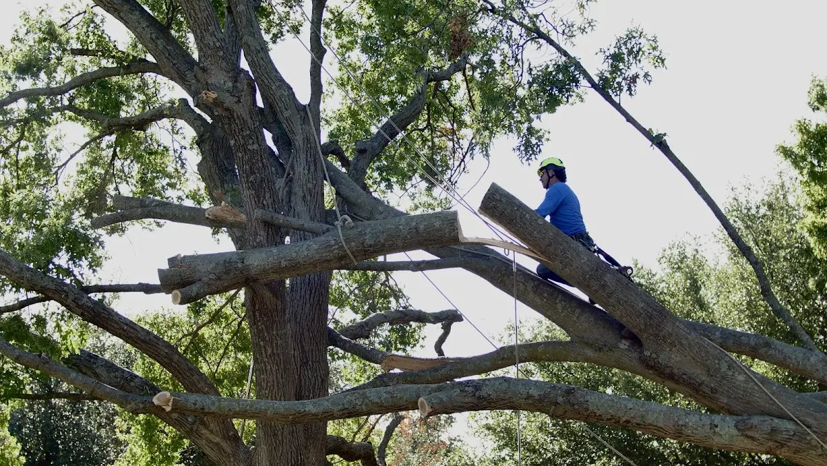 Professional Hazardous Tree Removal performed by certified arborists in Hoopa